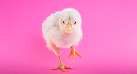 11 Funny Vegan Memes That Only a True Vegan Will Love