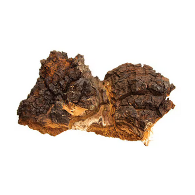Chaga Mushroom 4:1 Extract