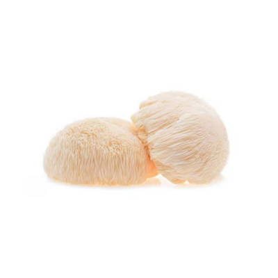 Lion’s Mane Mushroom 4:1 Extract