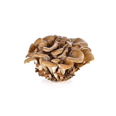 Maitake Mushroom 4:1 Extract