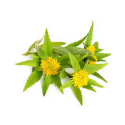 Rhodiola Root Extract