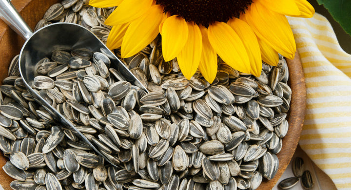 Vegan Omega 3: Everything You Need To Know