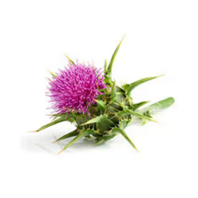 Milk Thistle